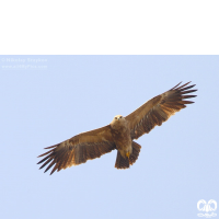 گونه عقاب خالدار کوچک Lesser Spotted Eagle